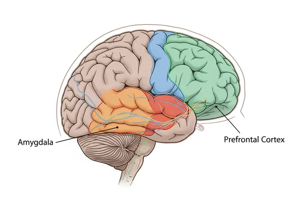 Labeled brain showing amygdala and prefrontal cortex